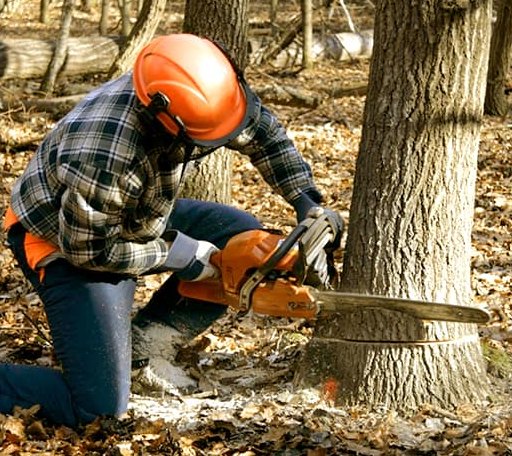 Tree Removal in Dent, MN
